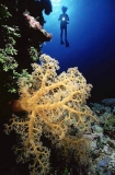 Yellow Soft Coral (Dendronephthya sp.) Yellow Soft Coral (Dendronephthya sp.)