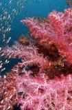 Soft Corals (Dendronephthya sp.) Soft Corals (Dendronephthya sp.)