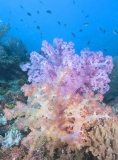 Soft Corals (Dendronephthya) Soft Corals (Dendronephthya)