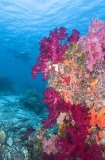Soft Corals (Dendronephthya) Soft Corals (Dendronephthya)