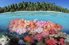 Soft Corals (Dendronephthya sp.) Soft Corals (Dendronephthya sp.)