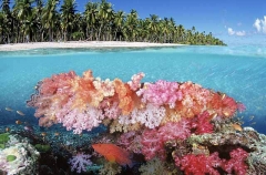 Soft Corals (Dendronephthya sp.) Soft Corals (Dendronephthya sp.)