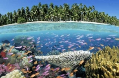 Soft Corals (Dendronephthya sp.) Soft Corals (Dendronephthya sp.)