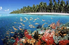 Soft Corals (Dendronephthya sp.) Soft Corals (Dendronephthya sp.)