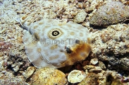 Ocellated Numbfish (Diplobatis ommata) Ocellated Numbfish (Diplobatis ommata)