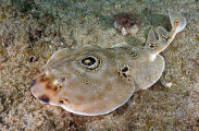 Ocellated Numbfish (Diplobatis ommata) Ocellated Numbfish (Diplobatis ommata)