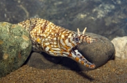 Leopard Moray (Enchelycore pardalis) Leopard Moray (Enchelycore pardalis)