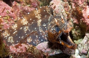 Dragon Moray (Enchelycore pardalis) Dragon Moray (Enchelycore pardalis)