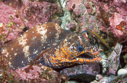 Dragon Moray (Enchelycore pardalis) Dragon Moray (Enchelycore pardalis)