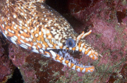 Dragon Moray (Enchelycore pardalis) Dragon Moray (Enchelycore pardalis)