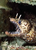 Leopard Moray (Enchelycore pardalis)