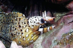 Dragon Moray (Enchelycore pardalis) Dragon Moray (Enchelycore pardalis)