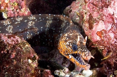 Dragon Moray (Muraena pardalis) Dragon Moray (Muraena pardalis)