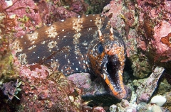 Dragon Moray (Enchelycore pardalis) Dragon Moray (Enchelycore pardalis)