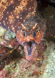 Dragon Moray (Enchelycore pardalis) Dragon Moray (Enchelycore pardalis)