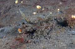 Fingered Dragonet (Dactylopus dactylopus) Fingered Dragonet (Dactylopus dactylopus)
