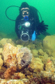 Diver with video camera with soft coral, sponge and kelp on edge of rubble slope created by dredging operations. Diver with video camera with soft coral, sponge and kelp on edge of rubble slope created by dredging operations.