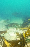 Kelp partially smothered by rubble caused by dredging operations. Kelp partially smothered by rubble caused by dredging operations.