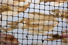 Small squid drying on racks. Small squid drying on racks.