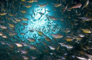 Bullseye (Pempheris multiradiata) Bullseye (Pempheris multiradiata)
