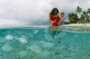 Chub (Kyphosus bigibbus) Chub (Kyphosus bigibbus)