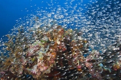 Long-spined Glassfish (Ambassis interrupta) Long-spined Glassfish (Ambassis interrupta)