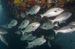 Silver Drummer (Kyphosus sydneyanus)