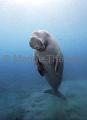 Dugong (Dugong dugon) Dugong (Dugong dugon)