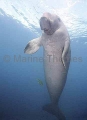 Dugong (Dugong dugon) Dugong (Dugong dugon)