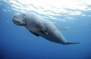 Dugong (Dugong dugon) Dugong (Dugong dugon)
