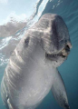 Dugong (Dugong dugon) Dugong (Dugong dugon)