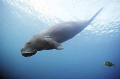 Dugong (Dugong dugon) Dugong (Dugong dugon)