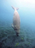 Dugong (Dugong dugon) Dugong (Dugong dugon)
