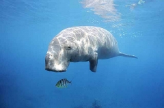 Dugong (Dugong dugon) Dugong (Dugong dugon)
