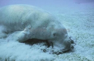 Dugong (Dugong dugon) Dugong (Dugong dugon)