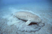 Dugong (Dugong dugon) Dugong (Dugong dugon)