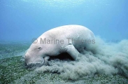 Dugong (Dugong dugon) Dugong (Dugong dugon)