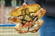 Edible Crab (Cancer pagurus) Edible Crab (Cancer pagurus)