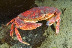 Dungeness Crab (Cancer magester) Dungeness Crab (Cancer magester)
