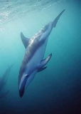 Dusky Dolphin (Lagenorhynchus obscurus) Dusky Dolphin (Lagenorhynchus obscurus)