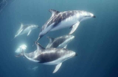 Dusky Dolphins (Lagenorhynchus obscurus) Dusky Dolphins (Lagenorhynchus obscurus)