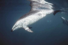 Dusky Dolphin (Lagenorhynchus obscurus) Dusky Dolphin (Lagenorhynchus obscurus)