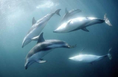 Dusky Dolphins (Lagenorhynchus obscurus) Dusky Dolphins (Lagenorhynchus obscurus)