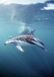Dusky Dolphin (Lagenorhynchus obscurus) Dusky Dolphin (Lagenorhynchus obscurus)