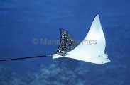 White-spotted Eagle Ray (Aetobatus narinari) White-spotted Eagle Ray (Aetobatus narinari)
