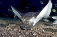 White-spotted Eagle Ray (Aetobatus narinari) White-spotted Eagle Ray (Aetobatus narinari)