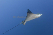 White-spotted Eagle Ray (Aetobatus narinari) White-spotted Eagle Ray (Aetobatus narinari)