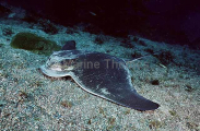 Californian Bat Ray (Myliobatis californica) Californian Bat Ray (Myliobatis californica)