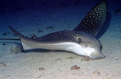 White-spotted Eagle Ray (Aetobatus narinari)