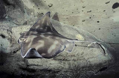 Australian Eagle Ray (Myliobatis australis) Australian Eagle Ray (Myliobatis australis)